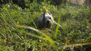 Komik ıslak köpek cins labrador güneşli bir günde çimenlikte ahşap sopa kemiriyor. Gölde yüzdükten sonra Golden Retriever oyununuz kutlu olsun. Arka planda güzel bir yaz manzarası. Yavaşça kapat..