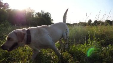 Yaz günü gölette yüzdükten sonra çimlerde sallanan mutlu Golden Retriever 'lar. Oyuncu köpek labrador doğayla eğleniyor. Arka planda güzel manzaralı bir manzara. Yavaşça kapat..