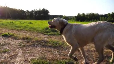 Mutlu köpek cins labrador güneşli bir günde çayırda koşuyor. Tatlı dost canlısı Golden Retriever yeşil alanda koşuyor. Arka planda güzel bir yaz manzarası. Yavaşça kapat..