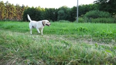 Mutlu köpek cins labrador güneşli bir günde çayırda koşuyor. Tatlı dost canlısı Golden Retriever yeşil alanda koşuyor. Arka planda güzel bir yaz manzarası. Yavaşça kapat..