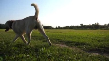 Güneşli bir günde çayırda koşan Golden Retriever 'ınız kutlu olsun. Şirin köpek cins labrador yeşil alanda koşuyor. Arka planda güzel bir yaz manzarası. Yavaşça kapat..