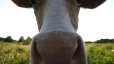 Meraklı ineğin portresi kameraya bakar çayırda büyük ıslak bir burunla koklarken. Yeşil çimlerde otlayan sevimli memeli hayvan merakını gösteriyor. Otlaktaki sığırlar. Çiftçilik kavramı. Kapat..
