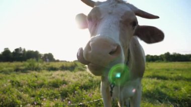 Yeşil çimlerde dikilip kameraya bakan sevimli, dost canlısı ineğin portresi. Güzel inek çayırda otluyor ve gün batımında merak gösteriyor. Otlaktaki sığırlar. Çiftçilik kavramı. Yavaşça kapat.