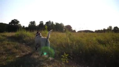 Mutlu köpek cins labrador gün batımında çayırda koşuyor. Yeşil alandaki patikalar arasında koşan sevimli Golden Retriever. Arka planda güzel bir yaz manzarası. Yavaşça kapat..