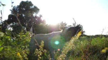 Mutlu ıslak köpek labradoru gölde oynadıktan sonra kürkünden su sallıyor. Golden Retriever 'ın yaz günü gölette yüzdükten sonra tüylü suyundan fırlattığı komik bir şey. Yavaş çekim.