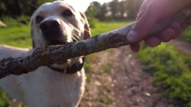 Mutlu köpek çifti labrador doğanın sahibinin erkek elinde tahta sopayla oynuyor. Neşeli Golden Retriever güneşli bir günde yeşil çimlerde eğleniyor. İnsan ve hayvan arkadaşlığı kavramı. POV