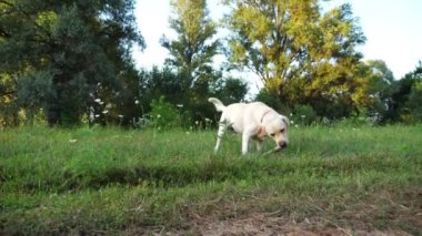 Mutlu köpek cins labrador yaz günü yeşil çimlerde ahşap çubuk kemiriyor. Komik Golden Retriever doğayla eğleniyor. Arka planda güzel manzaralı bir manzara. Yavaşça kapat..