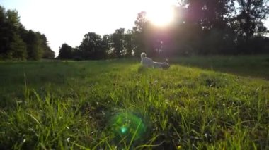 Yeşil çimlerde uzanan ve güneşli bir günde tahta sopa kemiren neşeli Golden Retriever. Mutlu köpek çifti labrador doğayla oynuyor. Arka planda güzel manzaralı bir manzara. Yavaşça kapat..