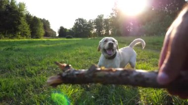 Sahibinin erkek eli güneşli bir günde neşeli Golden Retriever 'a tahta sopa fırlatıyor. Mutlu köpek çifti labrador doğayla eğleniyor. İnsan ve hayvan arkadaşlığı kavramı. POV Yavaş çekim.