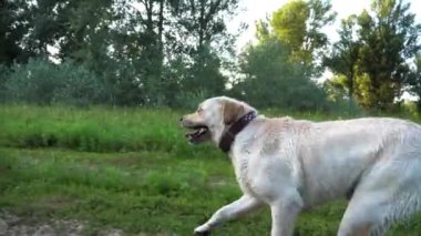 Mutlu köpek cins labrador gün batımında çayırda koşuyor. Yeşil alandaki patikalar arasında koşan sevimli Golden Retriever. Arka planda güzel bir yaz manzarası. Yavaşça kapat..