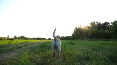 Mutlu ıslak köpek labradoru gölde oynadıktan sonra kürkünden su sallıyor. Golden Retriever 'ın yaz günü gölette yüzdükten sonra tüylü suyundan fırlattığı komik bir şey. Yavaş çekim.