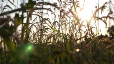 Vahşi bitki örtüsü olan güzel yeşil çayır manzarası. Gün batımında çimenleri aydınlatan parlak güneş ışığı. Kırsal bölgenin resimli yaz manzarası. Yavaşça kapat..