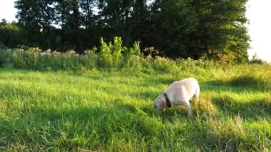 Güneşli bir günde çayırda koşan Golden Retriever 'ınız kutlu olsun. Şirin köpek cins labrador yeşil alanda koşuyor. Arka planda güzel bir yaz manzarası. Yavaşça kapat..