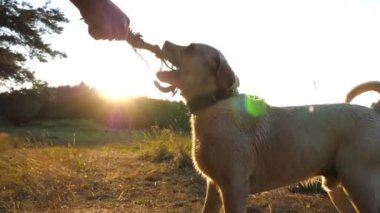 Mutlu köpek çifti labrador doğanın sahibinin erkek elinde tahta sopayla oynuyor. Neşeli Golden Retriever gün batımında çimlerde eğleniyor. İnsan ve hayvan arkadaşlığı kavramı. Yavaş çekim.