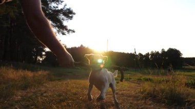 Mutlu köpek çifti labrador doğanın sahibinin erkek elinde tahta sopayla oynuyor. Neşeli Golden Retriever gün batımında çimlerde eğleniyor. İnsan ve hayvan arkadaşlığı kavramı. Yavaş çekim.