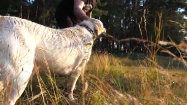 Sahibinin erkek eli doğadaki neşeli Golden Retriever 'a tahta sopa fırlatıyor. Genç adam gün batımında şirin köpek cins labrador ile eğleniyor. İnsan ve hayvan arkadaşlığı kavramı. Yavaş çekim.