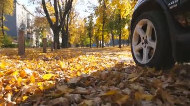 Kameralar, güneşli bir günde sarı sonbahar yaprakları üzerinde park yolunda güçlü bir arabayı takip ediyor. Renkli sonbahar yaprakları otomobilin arkasından kalkıyor. Araç boş yoldan geçiyor. Alt görünüm Yavaş çekim.