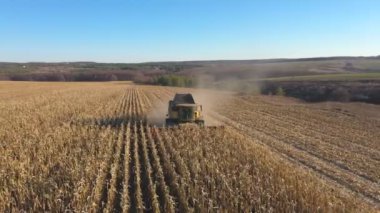 Tarlada mısır ya da buğday hasadı toplayan hava manzarası. Güneşli bir günde hasat üzerinde uçmak mısır veya arpa çayırında çalışmak. Arka planda güzel bir kır manzarası var. Hasat kavramı.