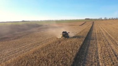 Çağdaş hasat makinesinin üzerinde uçmak güneşli bir günde tarlada olgun mısır hasadı toplamak. Kırsal kesimlerde sürüşü birleştirip sarı mısır saplarını kesiyor. Hasat sırasında tarlaların havadan görüntüsü. Yavaş çekim.