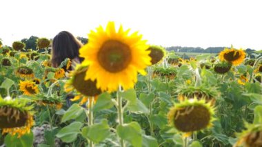 Ayçiçekleri arasında yürüyen kaygısız bir kadının yan görüntüsü. Genç kız özgürlüğün ve güzel doğa koşullarının tadını çıkarıyor. Arka planda manzaralı yaz manzarası.