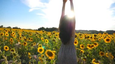 Elleri havada, çiçek açan ayçiçekleriyle sahada neşeli duygular gösteren genç ve ilham verici bir kız. Özgürlüğün tadını çıkaran mutlu bir kadın ya da güneşli bir yaz günü. Açık hava eğlence konsepti. Yavaş çekim.