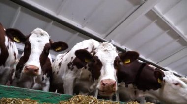 Süt fabrikasında bir sıra sığır yemi. Meraklı inekler modern süt çiftliğinde saman yiyen kameralara bakarlar. Akraba sürüleri ahırda tohum olarak yetiştirilecek. Tarım endüstrisi ve hayvancılık.