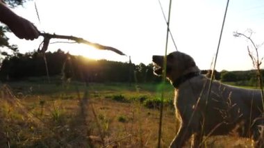Mutlu köpek çifti labrador doğanın sahibinin erkek elinde tahta sopayla oynuyor. Neşeli Golden Retriever gün batımında çimlerde eğleniyor. İnsan ve hayvan arkadaşlığı kavramı. Yavaş çekim.