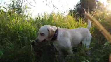 Mutlu ıslak köpek labradoru gölde oynadıktan sonra kürkünden su sallıyor. Golden Retriever 'ın yaz günü gölette yüzdükten sonra tüylü suyundan fırlattığı komik bir şey. Yavaş çekim.