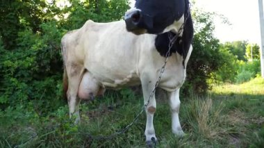 Güneşli yaz gününde yeşil çimlerde otlayan süt ineği. Çayırda otlayan sevimli, dost canlısı bir hayvan. Arka planda güzel manzaralı bir manzara. Çiftçilik kavramı. Yavaşça kapat..