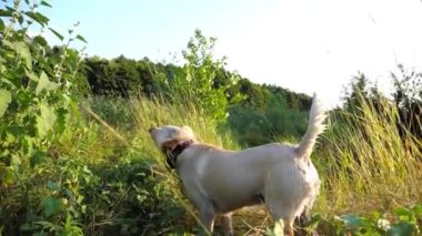 Komik ıslak köpek labrador gölde oynadıktan sonra kürkünden su sallıyor. Yaz günü gölette yüzdükten sonra Golden Retriever 'ın tüylü suyundan kurtuluşu kutlu olsun. Yavaş çekim.
