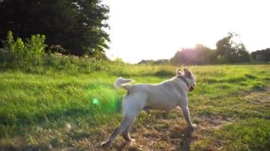 Kaygısız Golden Retriever gün batımında çayırda koşuyor. Mutlu köpek cins labrador yaz günü yeşil alanda koşuyor. Arka planda güzel manzaralı bir manzara. Yavaşça kapat..