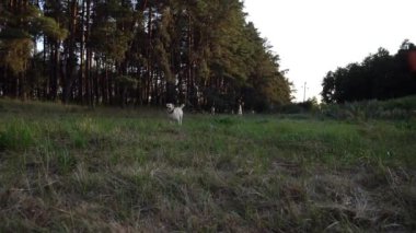 Mutlu köpek cins labrador güneşli bir günde çayırda koşuyor. Tatlı dost canlısı Golden Retriever yeşil alanda koşuyor. Arka planda güzel bir yaz manzarası. Yavaşça kapat..