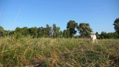Güneşli bir günde çayır üzerinde koşan sevimli, dost canlısı Golden Retriever. Mutlu köpek cins labrador yeşil alanda koşuyor. Arka planda güzel bir yaz manzarası. Yavaşça kapat..