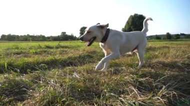 Güneşli bir günde çayır üzerinde koşan sevimli, dost canlısı Golden Retriever. Mutlu köpek cins labrador yeşil alanda koşuyor. Arka planda güzel bir yaz manzarası. Yavaşça kapat..