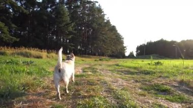 Mutlu köpek cins labrador güneşli bir günde çayırda koşuyor. Tatlı dost canlısı Golden Retriever yeşil alanda koşuyor. Arka planda güzel bir yaz manzarası. Yavaşça kapat..