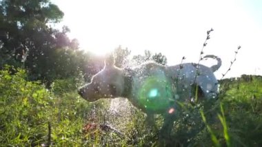 Komik ıslak köpek labrador gölde oynadıktan sonra kürkünden su sallıyor. Yaz günü gölette yüzdükten sonra Golden Retriever 'ın tüylü suyundan kurtuluşu kutlu olsun. Yavaş çekim.