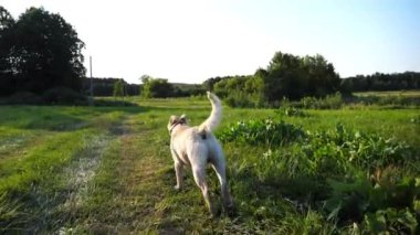 Mutlu köpek cins labrador güneşli bir günde çayırda koşuyor. Tatlı dost canlısı Golden Retriever yeşil alanda koşuyor. Arka planda güzel bir yaz manzarası. Yavaşça kapat..