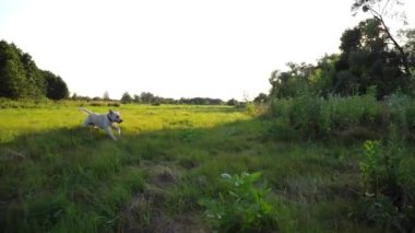 Kaygısız Golden Retriever gün batımında çayırda koşuyor. Mutlu köpek cins labrador yaz günü yeşil alanda koşuyor. Arka planda güzel manzaralı bir manzara. Yavaşça kapat..