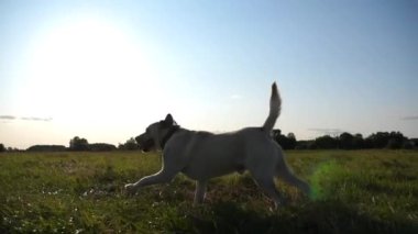 Güneşli bir günde çayır üzerinde koşan sevimli, dost canlısı Golden Retriever. Mutlu köpek cins labrador yeşil alanda koşuyor. Arka planda güzel bir yaz manzarası. Yavaşça kapat..