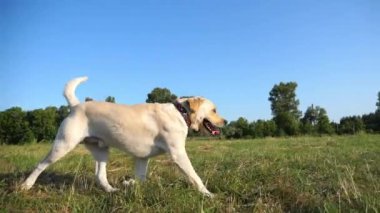 Güneşli bir günde çayır üzerinde koşan sevimli, dost canlısı Golden Retriever. Mutlu köpek cins labrador yeşil alanda koşuyor. Arka planda güzel bir yaz manzarası. Yavaşça kapat..