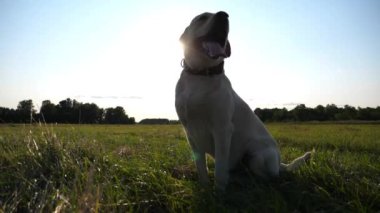 İtaatkar köpek, gün batımında yeşil alanda oturan labrador cinsi bir köpek. Meadow 'da dilini dışarı çıkaran komik Golden Retriever nefesi. Arka planda güzel bir yaz manzarası. Yavaşça kapat..