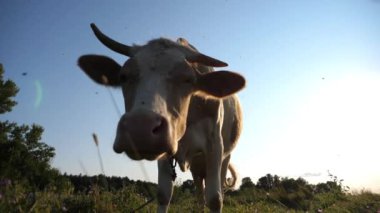 Yeşil çimlerde dikilip kameraya bakan sevimli, dost canlısı ineğin portresi. Güzel inek çayırda otluyor ve arka planda güneş ışığıyla merak gösteriyor. Otlaktaki sığırlar. Çiftçilik kavramı.