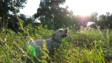 Şirin Golden Retriever çimlerin üzerinde yatıyor ve yaz günü sahibinin komutasını bekliyor. İtaatkar köpek labrador çifti doğayla oynuyor. Açık havada evcil hayvan eğitimi almış. Yavaşça kapat..