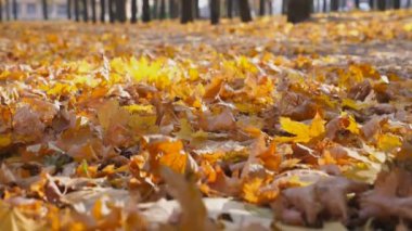 Siyah SUV parktaki sarı yaprakların üzerinden hızla geçiyor. Otomobil direksiyonunun altından renkli sonbahar yaprakları uçar. Güneşli bir günde güçlü bir araba ara sokaktan geçiyor. Düşük açı görünümü.