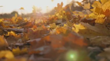 Sarı sonbahar yapraklarının ayrıntılı görüntüsü yavaşça düşüyor. Toprak canlı yapraklarla kaplıydı. Parlak günbatımı ışığı düşen yaprakları aydınlatır. Renkli sonbahar sezonu. Yavaş çekim Dolly..