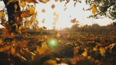 Sarı sonbahar yaprakları orman çimlerine düşüyor. Parlak günbatımı ışığı düşen yaprakları aydınlatır. Arka planda güneş ışığı olan güzel doğal manzara. Renkli sonbahar sezonu. Yavaş çekim.