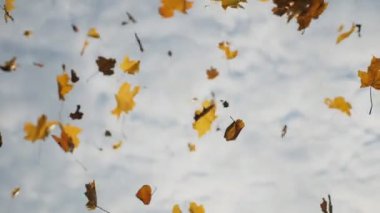 Sarı akçaağaç yapraklarını takip eden kamera sonbahar ormanlarında yere düşüyor. Gökyüzü arka planında uçuşan parlak yaprakları kapat. Renkli sonbahar sezonu. Yavaş çekim.