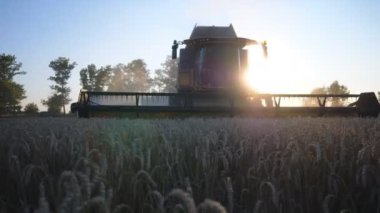 Grain harvester gathering wheat at sunset. Combine riding through rural cutting stalks of barley. Concept of harvesting. Beautiful view with sun light at background. Working process on farm. Slow mo.