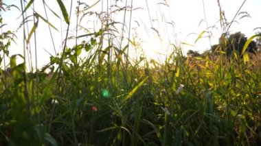 Vahşi bitki örtüsü olan güzel yeşil çayır manzarası. Gün batımında çimenleri aydınlatan parlak güneş ışığı. Kırsal bölgenin resimli yaz manzarası. Yavaşça kapat..