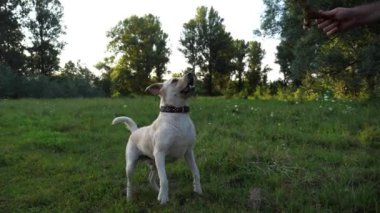 Sahibinin erkek eli yaz günü neşeli Golden Retriever 'a tahta sopa fırlatıyor. Genç adam doğada şirin köpek ırkı labrador ile eğleniyor. İnsan ve hayvan arkadaşlığı kavramı. Yavaş çekim.
